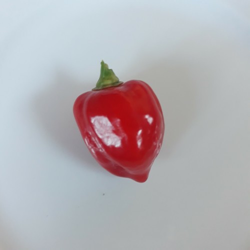 Chili rainforest - chili,