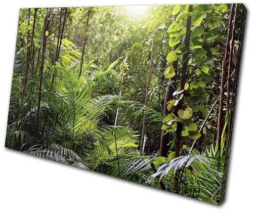 Tropischer regenwald dschungel - tropischer,